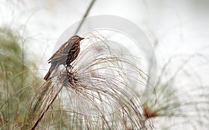 Female red winged blackbird Agelaius phoeniceus