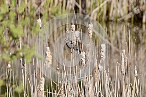 Female Red-winged Blackbird (Agelaius phoeniceus) perched on cattail in marsh