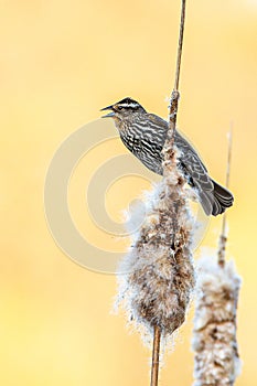 A female red-winged blackbird, Agelaius phoeniceus, perched on a cattail stalk