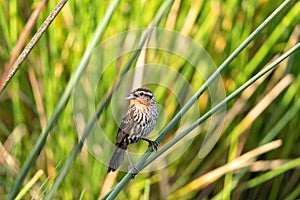 Female red winged blackbird Agelaius phoeniceus in the reeds