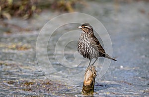 Female Red winged blackbird ` Agelaius phoeniceus ` photo