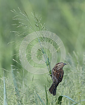 Female red winged blackbird (Agelaius phoeniceus) sitting on green seed grass while looking back