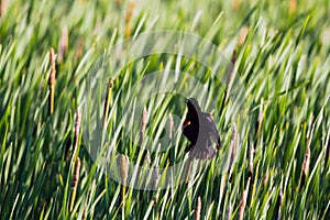 A female Red-winged Blackbird atop a cattail shows his epaulets