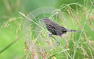 Female Red Winged Blackbird bird at Phinizy Swamp Nature Park; Richmond County, Georgia birding