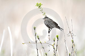 Female Red-winged Blackbird at Exner Marsh Nature Preserve, Illinois USA