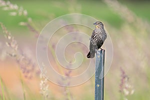 Female red-winged blackbird on fencepost in Whitby, Ontario