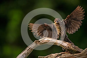 Female Red Winged Blackbird in flight