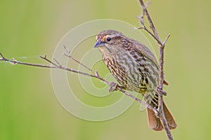 Female red-winged blackbird hanging onto  a branch with a pretty blurry tan and green background / bokeh - in the Minnesota Valley