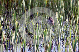 A female Red-winged Blackbird rests in the marsh at Alamosa National Wildlife Refuge in southern Colorado photo