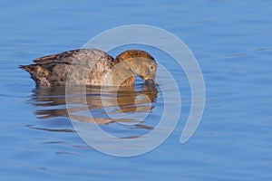 Female redhead duck