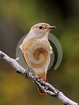 Female redstart