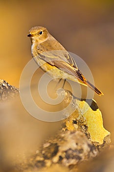 Female Redstart, Phoenicurus phoenicurus photo