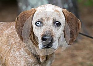 Female Redtick Coonhound with one blue eye and floppy ears outside on leash. Dog rescue pet adoption photography for waltonpets photo