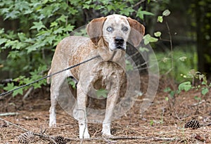 Female Redtick Coonhound with one blue eye and floppy ears outside on leash photo