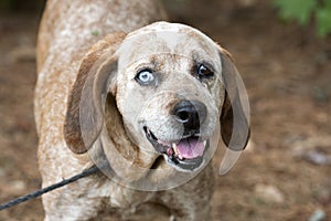 Happy Redtick Coonhound with one blue eye and floppy ears photo