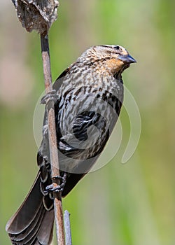 Female Redwing Blackbird in Acushnet River Reserve, New Bedford, Massachusetts