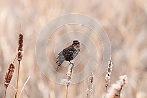 A female redwinged blackbird sits on cattail reeds
