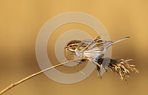 Female reed bunting Emberiza schoeniclus bird in the spring sunshine
