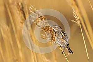 Female reed bunting Emberiza schoeniclus bird in the spring sunshine
