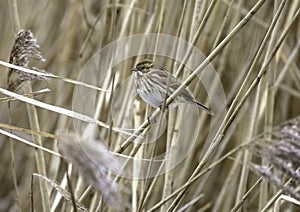 A Female Reed Bunting - Embmeriza Shoeniclus - In A Marshland Reed Bed