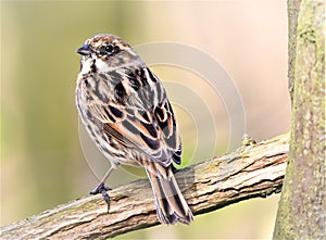 Female reed bunting perching, RSPB, Old Moor, Barnsley.