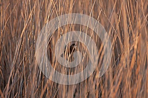 Female Reed warbler