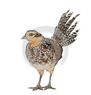 Female Reeves's Pheasant