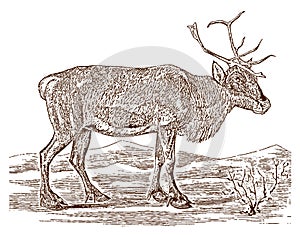 Female reindeer or caribou rangifer tarandus in side view, standing in a landscape