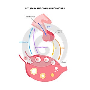 Female reproductive hormones