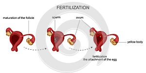 The female reproductive organs. Menstrual cycle.