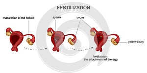The female reproductive organs. Menstrual cycle. photo