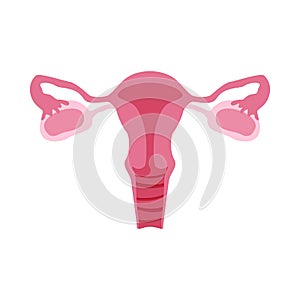 Female reproductive organs or system. Color flat illustration for anatomy poster, gynecology, medical encyclopedia. Isolated