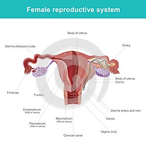 The female reproductive system.