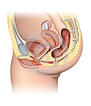 Female reproductive system photo