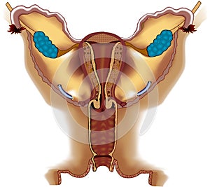 Female Reproductive System.