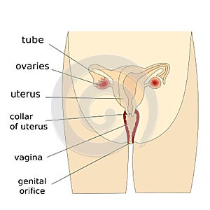 Una donna riproduttivo sistema 