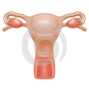 Female reproductive system