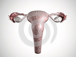 Female reproductive system