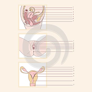 Female reproductive system