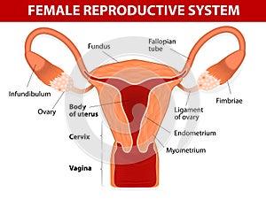 Female reproductive system