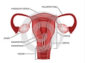 Female reproductive system