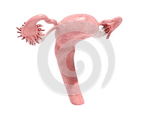 Female reproductive system 3d render on white