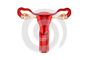 Female reproductive system