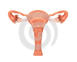 Female Reproductive System