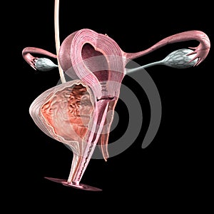 Female reproductive system