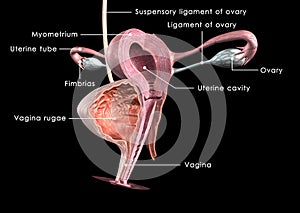 Female reproductive system