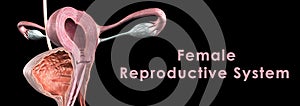 Female reproductive system