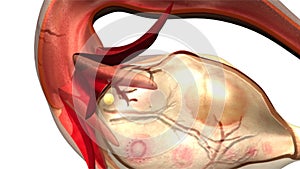 Female reproductive system