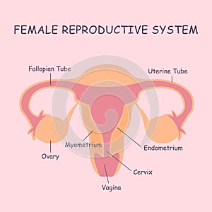 Female reproductive system