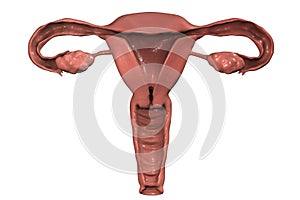 Female reproductive system anatomy